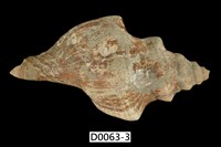 藏品(大赤旋螺)的圖片